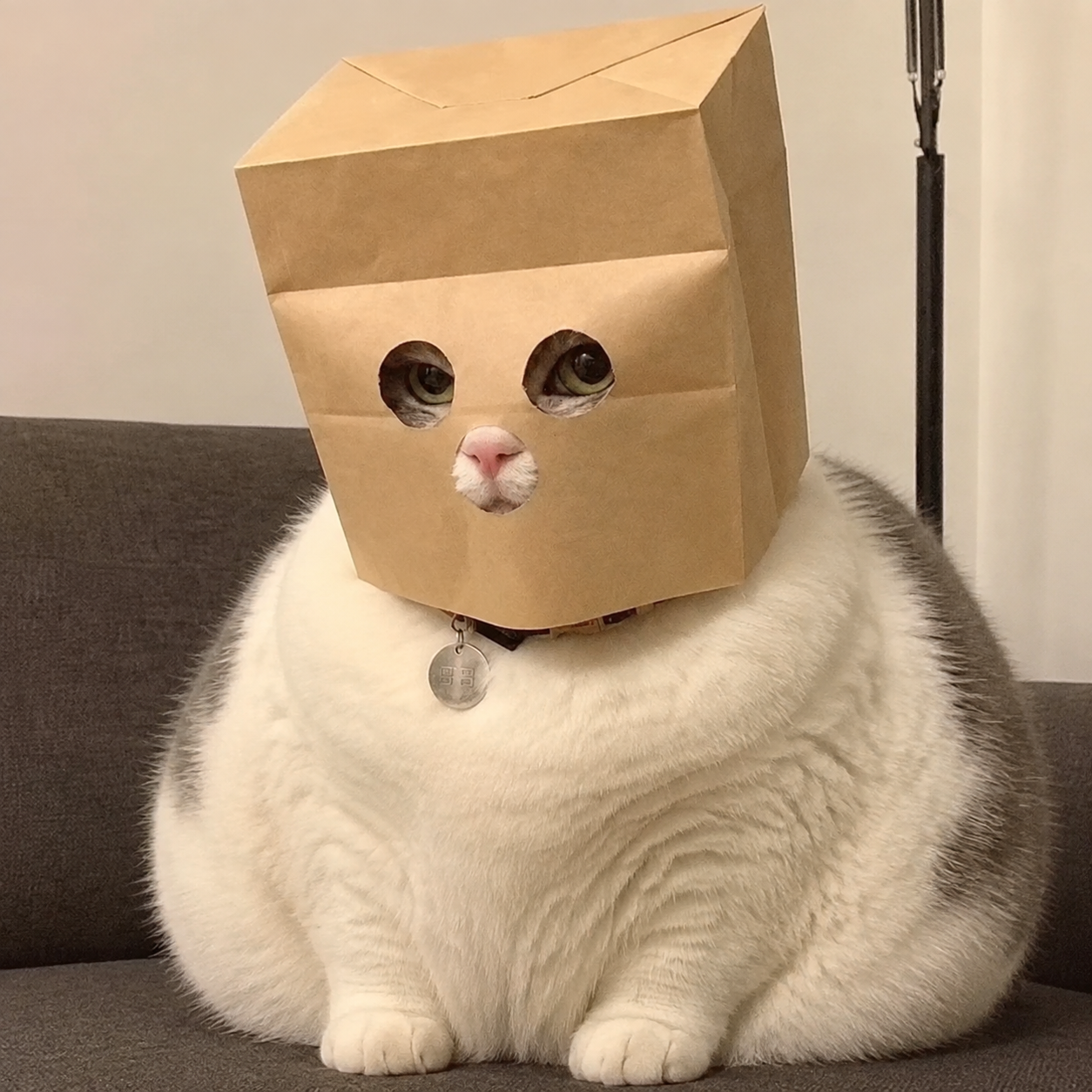 Anonymous Fat